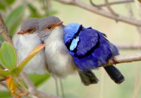 /album/adviesbegeleiding-nl/splendid-fairy-wren-jpg/