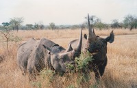 /album/adviesbegeleiding-nl/neushoorns-jpg/