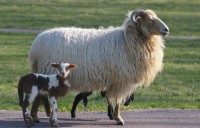 /album/adviesbegeleiding-nl/schaapjes-jpg/