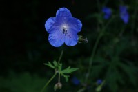 /album/adviesbegeleiding-nl/tereonschuld-jpg/