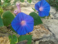 /album/adviesbegeleiding-nl/a20140804-092541-jpg/