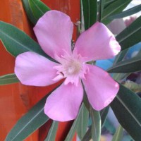 /album/adviesbegeleiding-nl/a20140813-153211-1-jpg/