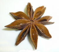 /album/adviesbegeleiding-nl/steranijslogo-png1/