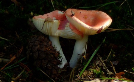 Tweeling vliegenzwam of steun bij elkaar