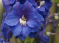 /album/fotogalerij/delphinium-jpg/